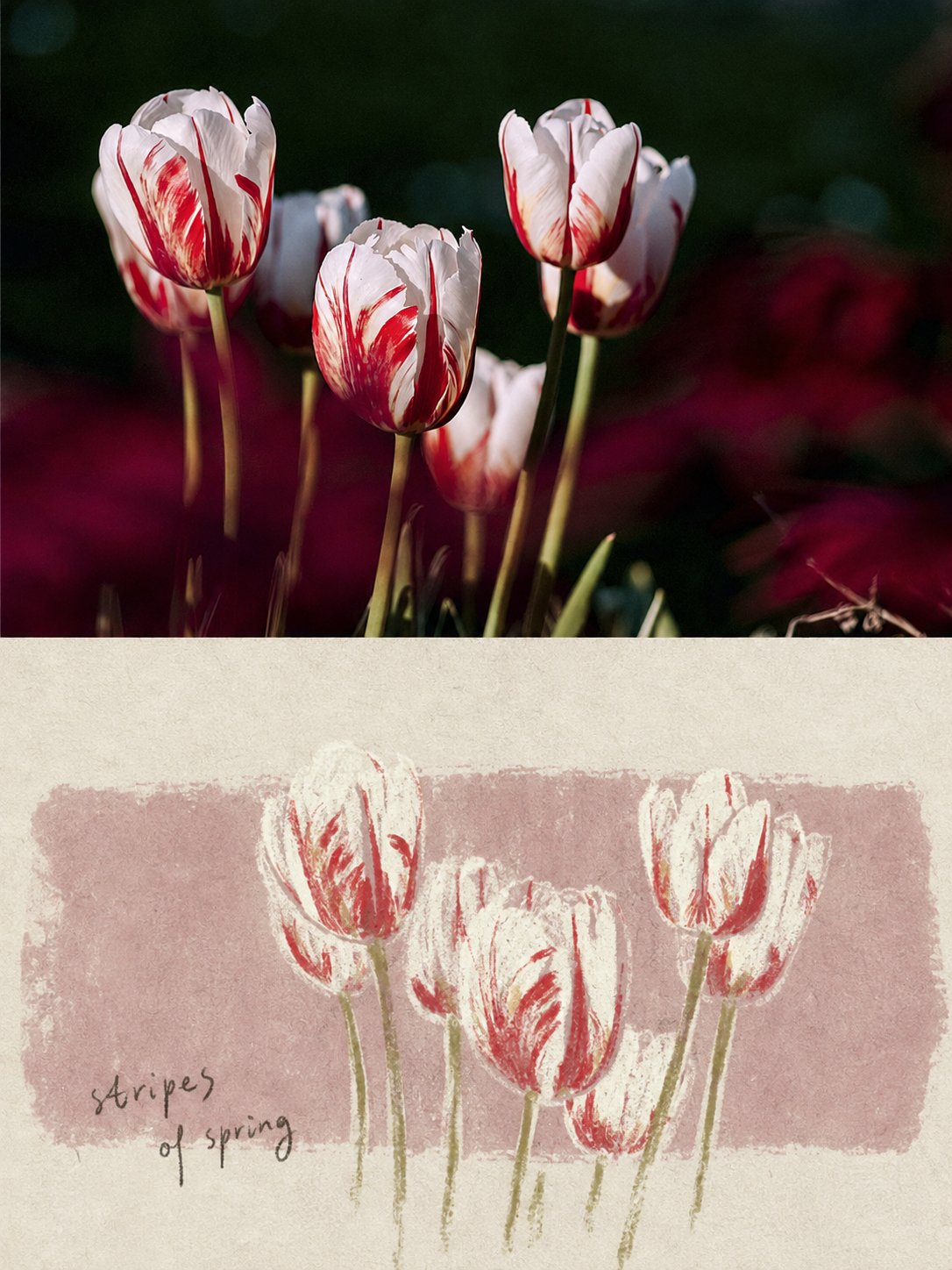 Wax-Pastel Drawing photo art example
